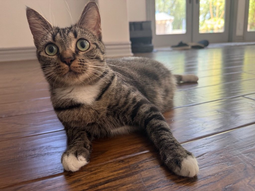 Beans, a Siamese tabby with white socks