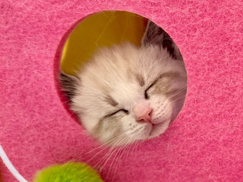 Kitten one, sleeping in a pink felt house