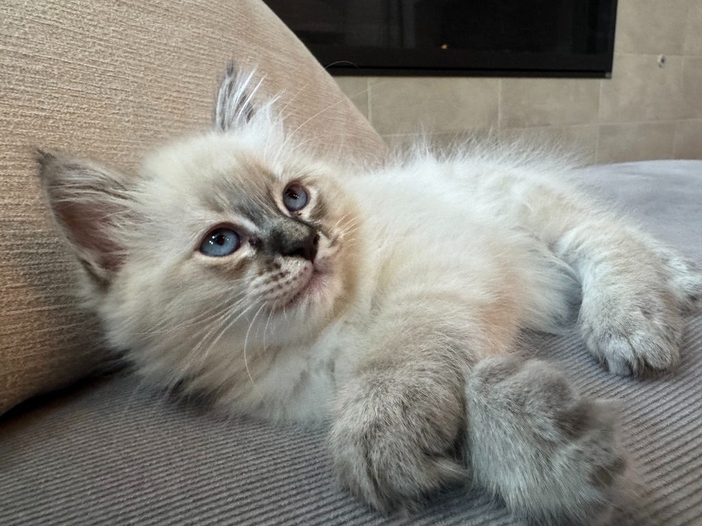 Kitten two with big blue eyes on a couch
