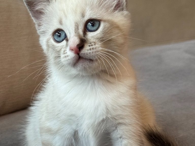 Kitten three sitting up with bright blue eyes