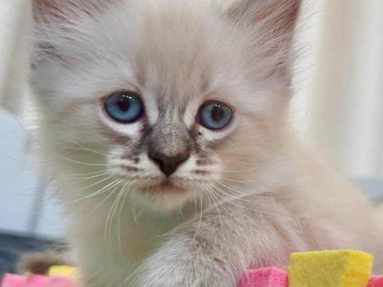 Kitten four peeking over a yellow felt castle