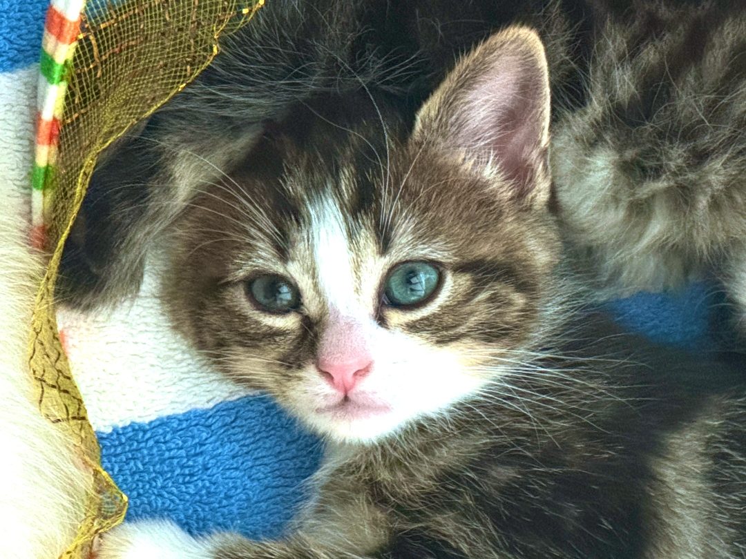 Kitten five, a tabby with a white blaze and bib