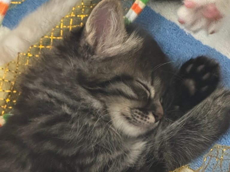 Kitten six, a tabby sleeping in a basket
