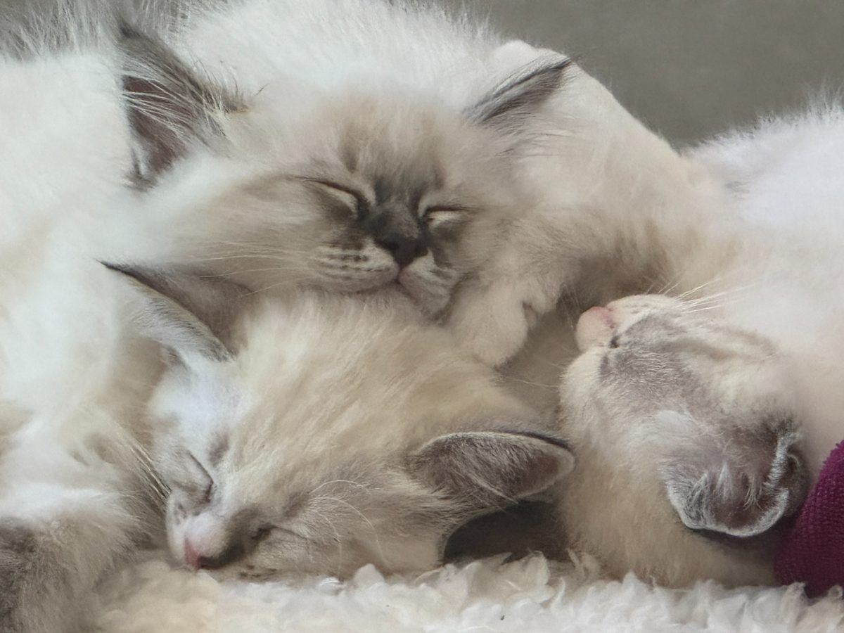 Three of the kittens sleeping in a pile