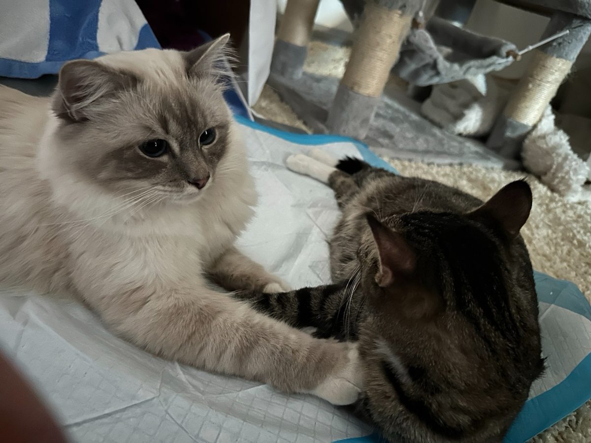 Pouf, a long-haired Birman with blue eyes, lying beside Beans, a tabby, with one paw resting gently on Beans's chest.