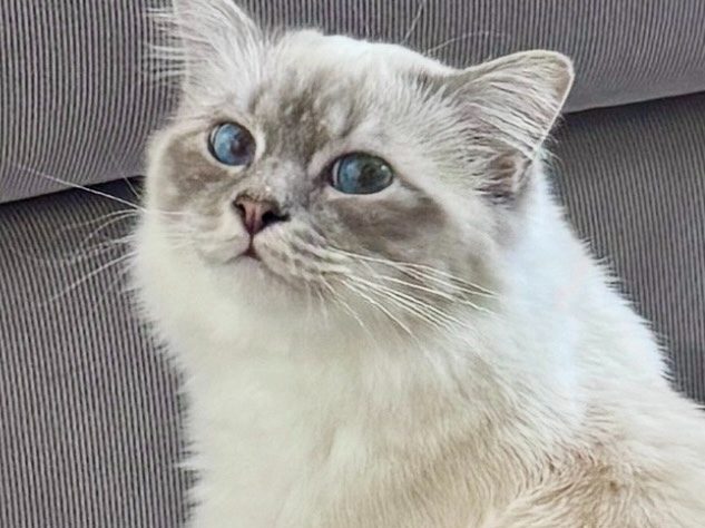 Pouf, a Birman with bright blue eyes